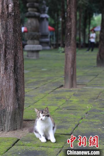 8月24日,山东济南,四门塔风景区内的猫咪神态可爱。近日,《黑神话:悟空》游戏爆火,带火多个取景地,济南四门塔是其中之一。该景区因猫猫众多,被网友戏称为“猫猫寺”。中新社记者 王采怡 摄