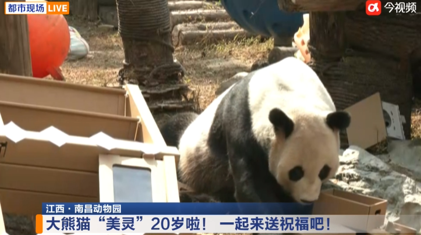 南昌“顶流”过生日!市动物园大熊猫“美灵”20岁了