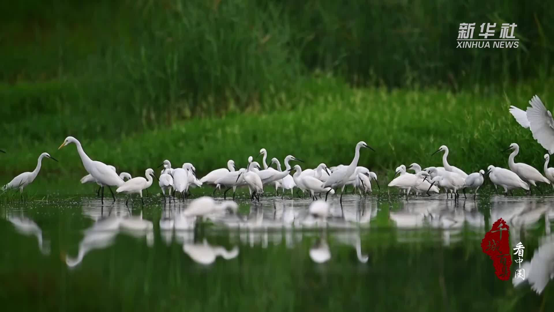 千城百县看中国｜河北邢台：白鹭舞 秋日美