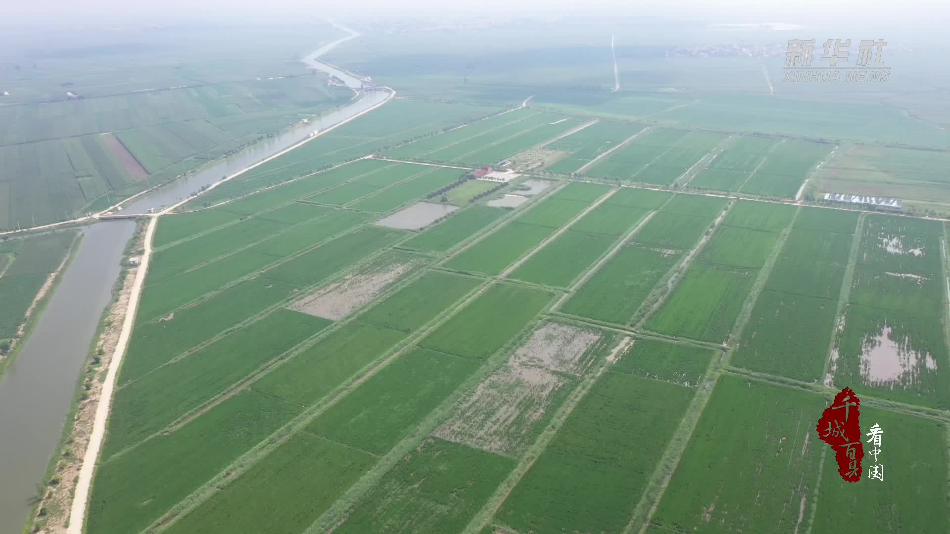 千城百县看中国｜河北沧县：盐碱地上稻花香