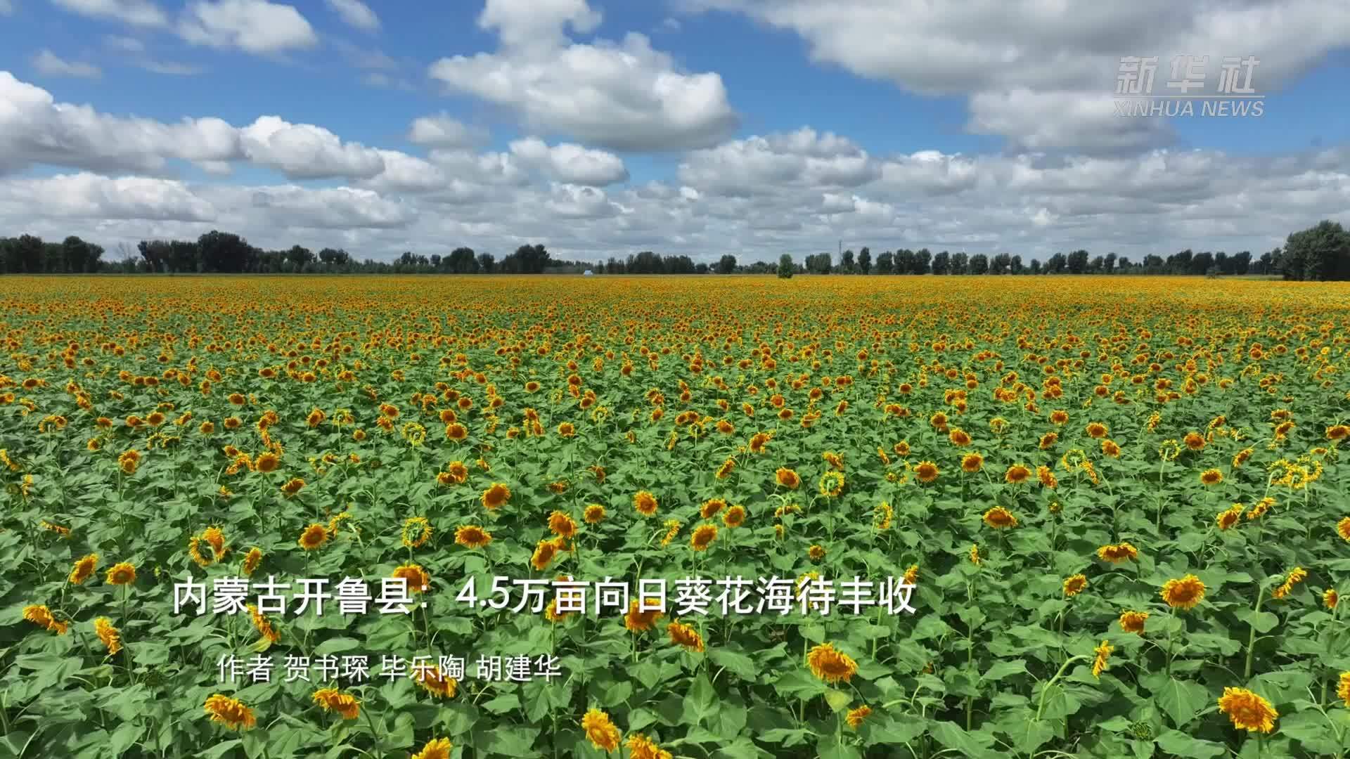 内蒙古开鲁县：4.5万亩向日葵花海待丰收