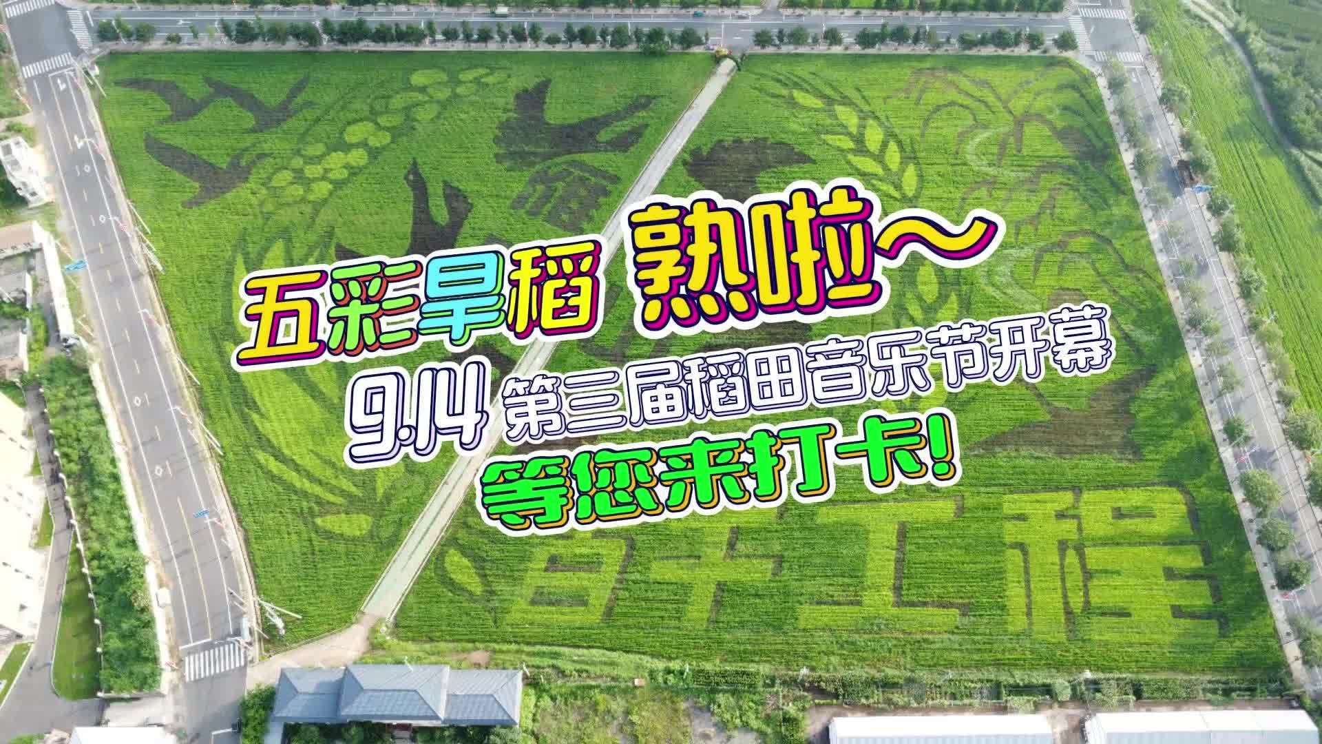 五彩旱稻熟啦～9.14第三届稻田音乐节开幕，等您来打卡