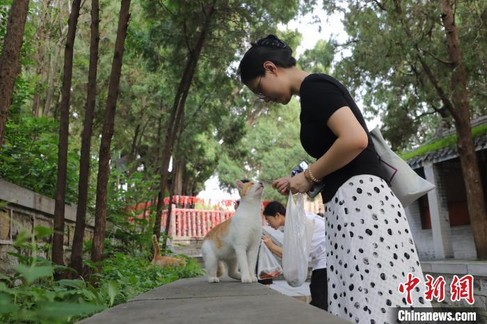 8月24日,山东济南,游客在《黑神话:悟空》取景地四门塔风景区喂猫。近日,《黑神话:悟空》游戏爆火,带火多个取景地,济南四门塔是其中之一。该景区因猫猫众多,被网友戏称为“猫猫寺”。中新社记者 王采怡 摄