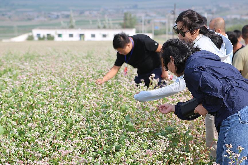 与会人员参观定边县荞麦种植田
