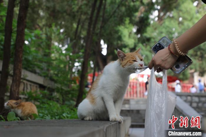 8月24日,山东济南,游客在《黑神话:悟空》取景地四门塔风景区喂猫。近日,《黑神话:悟空》游戏爆火,带火多个取景地,济南四门塔是其中之一。该景区因猫猫众多,被网友戏称为“猫猫寺”。中新社记者 王采怡 摄
