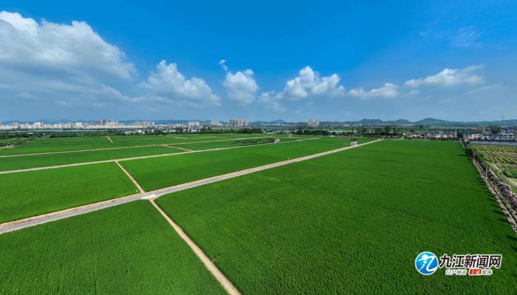 瑞昌市赛湖农场:稻田风光美如画(图)