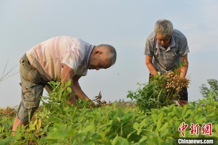 河南镇平：花生喜丰收农户采收忙