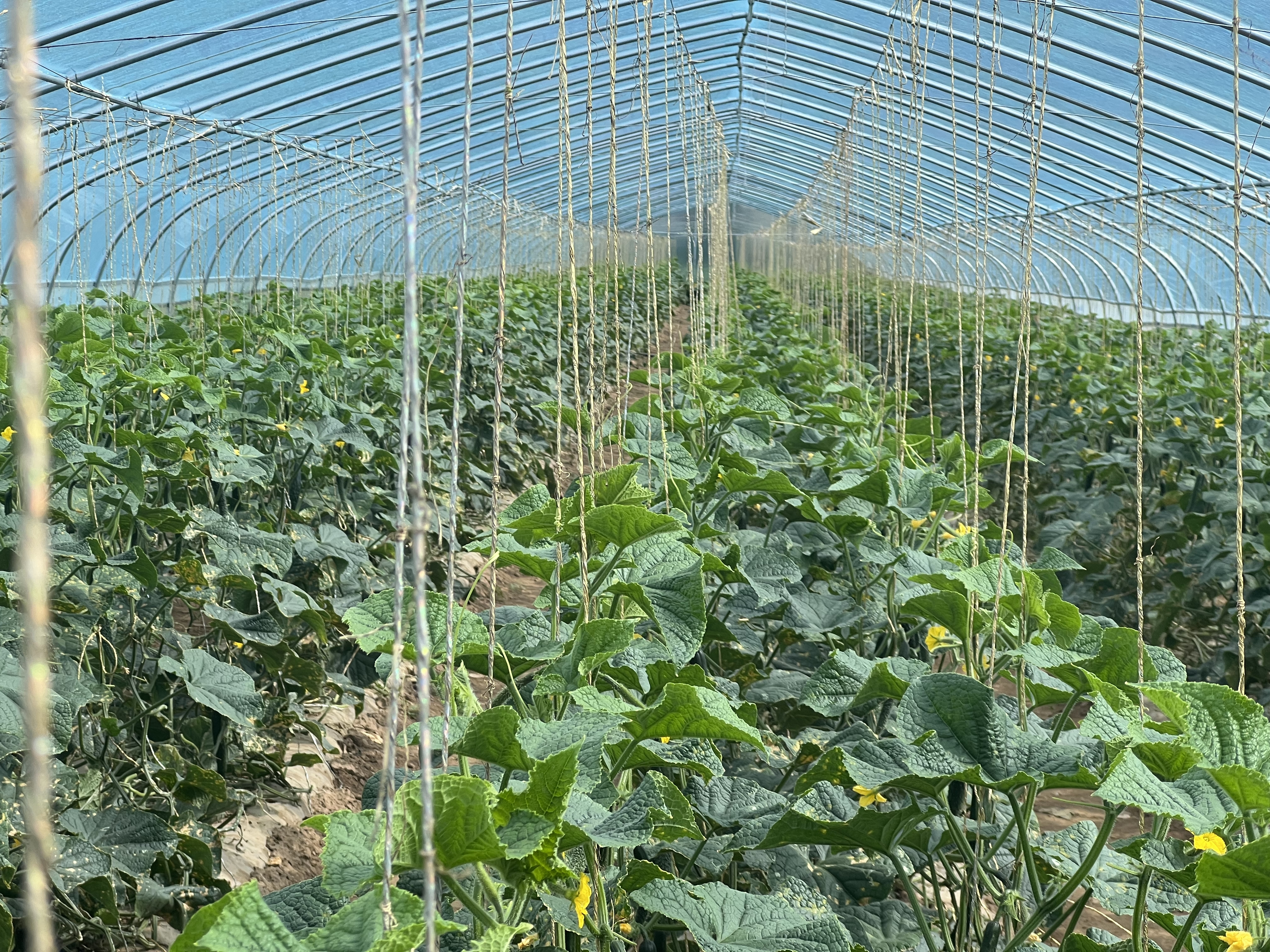 华亭秋日“丰”味十足　大棚蔬菜畅销北上广