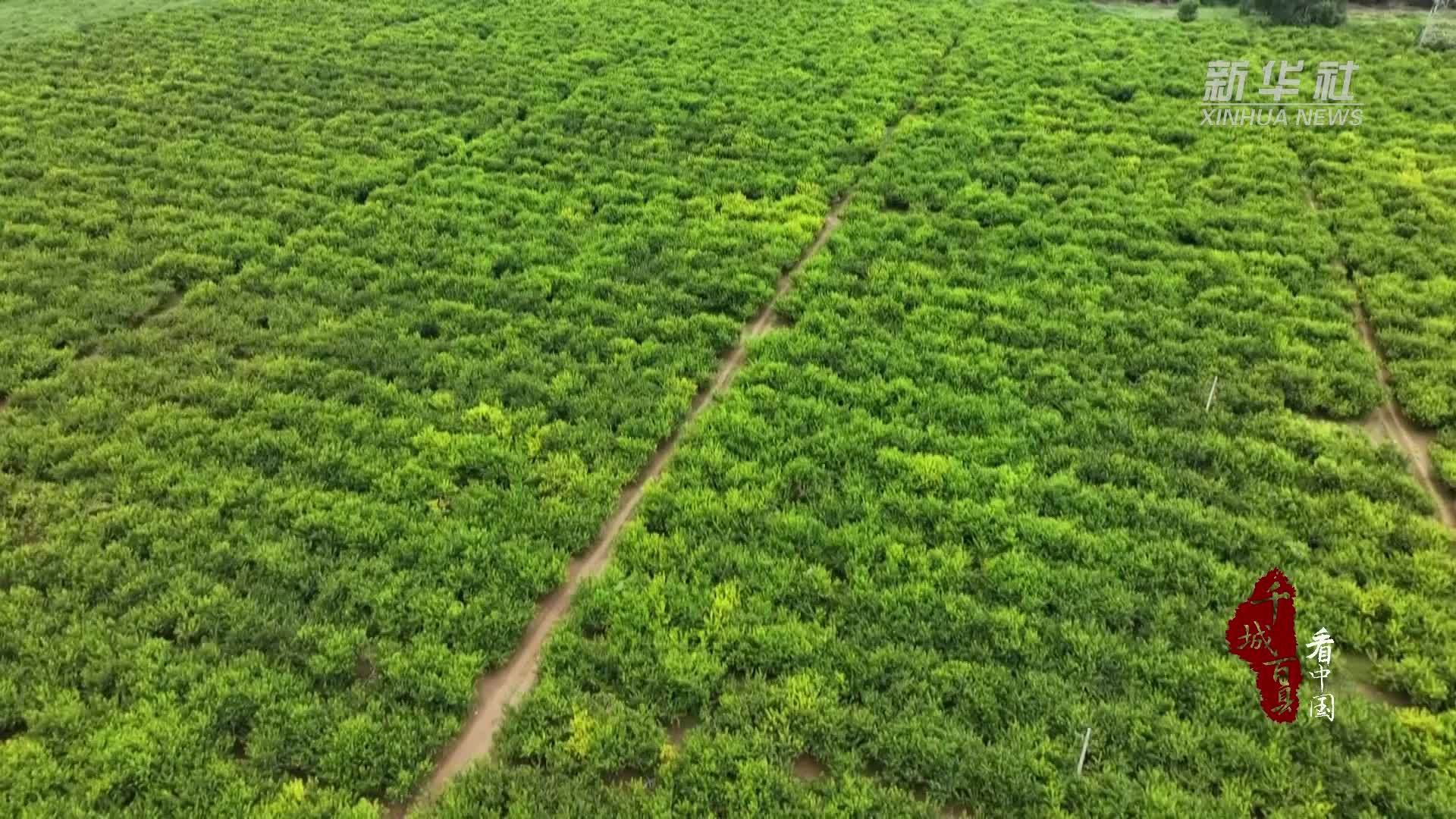 千城百县看中国｜河北白沟新城：黄桃丰收采摘忙