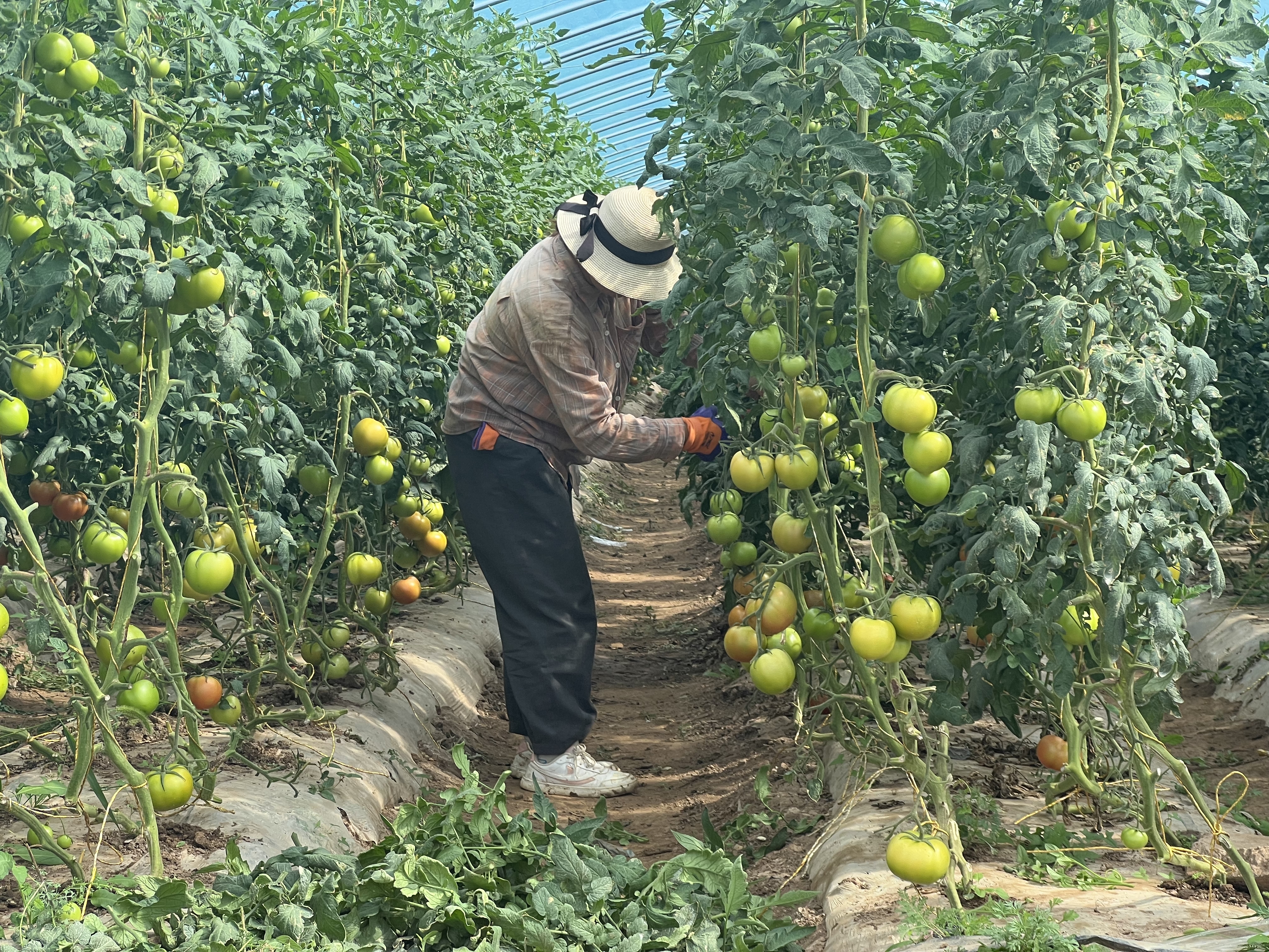 华亭秋日“丰”味十足　大棚蔬菜畅销北上广