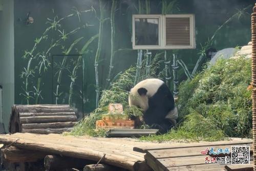 南昌动物园大熊猫“美灵”迎来20周岁生日