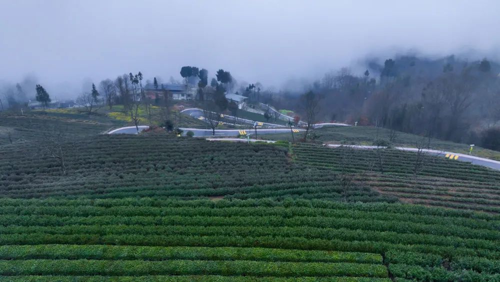 这是在甘肃陇南文县碧口镇马家山村拍摄的茶园　（李董　摄）