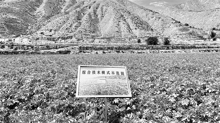 定西市安定区鲁家沟千亩马铃薯示范田　新甘肃&middot;甘肃日报记者　冯宝强