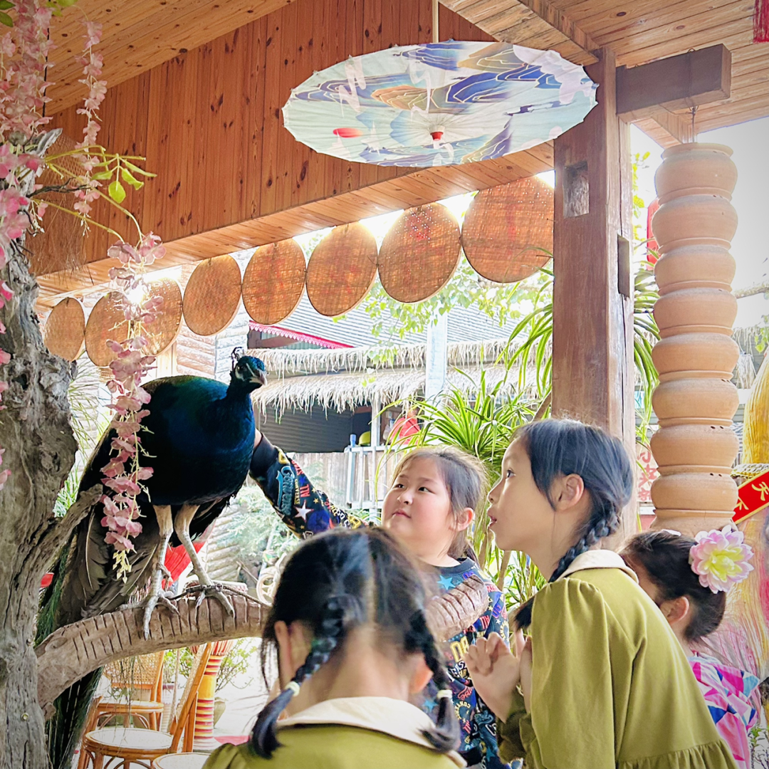 | 曼掌村饭店里的孔雀，吸引了孩子们的围观