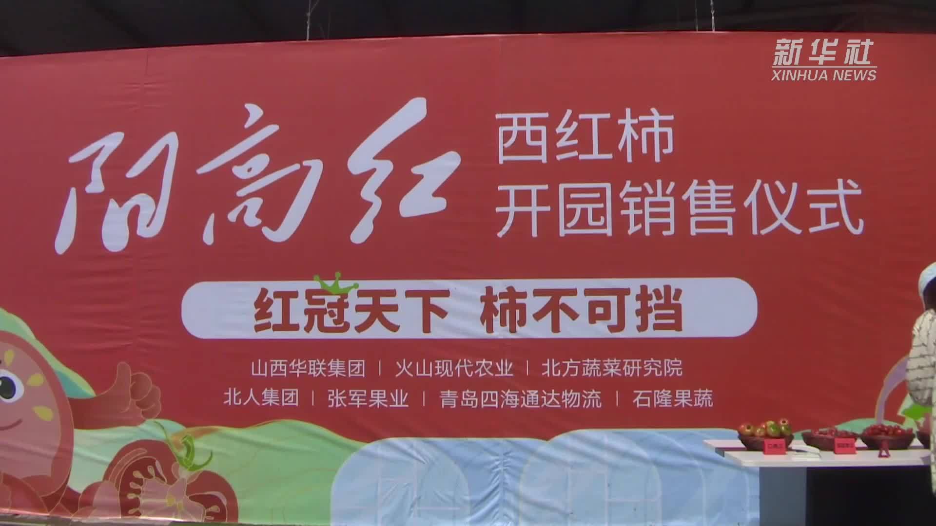 山西阳高：西红柿映红乡村振兴路