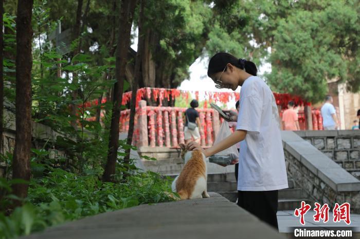 8月24日,山东济南,游客在《黑神话:悟空》取景地四门塔风景区撸猫。近日,《黑神话:悟空》游戏爆火,带火多个取景地,济南四门塔是其中之一。该景区因猫猫众多,被网友戏称为“猫猫寺”。中新社记者 王采怡 摄