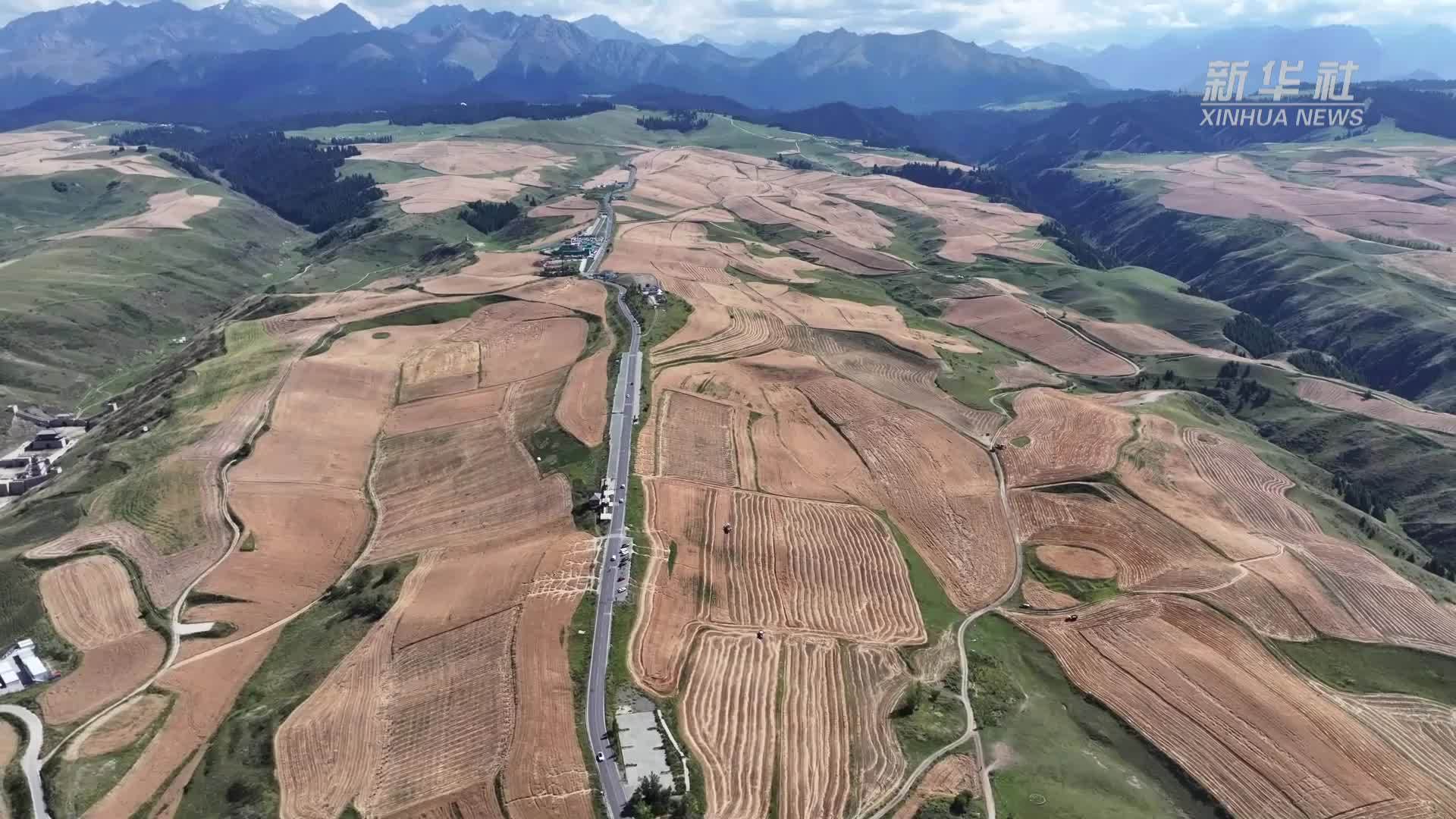 三产融合绘就新疆“麦村”乡村振兴新画卷