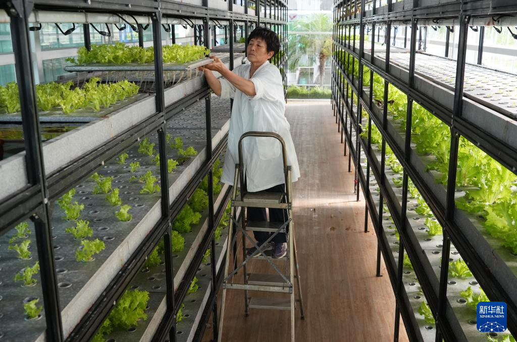 2023年7月，在正定县塔元庄同福智慧农场，员工在智能温室查看立体水培蔬菜生长情况。新华社记者 朱旭东 摄