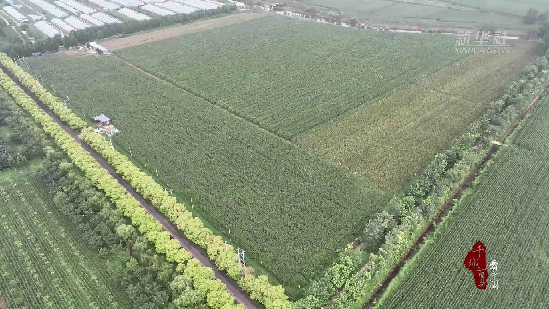 千城百县看中国｜山东定陶：智慧农田数字化监管助力秋粮丰收