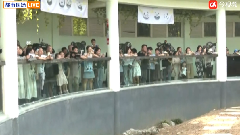 南昌“顶流”过生日!市动物园大熊猫“美灵”20岁了