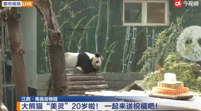 南昌“顶流”过生日!市动物园大熊猫“美灵”20岁了