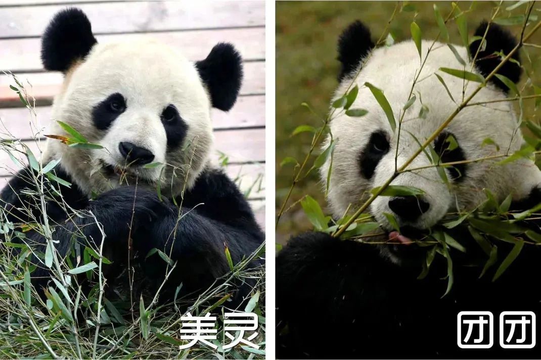 南昌“顶流”过生日!市动物园大熊猫“美灵”20岁了