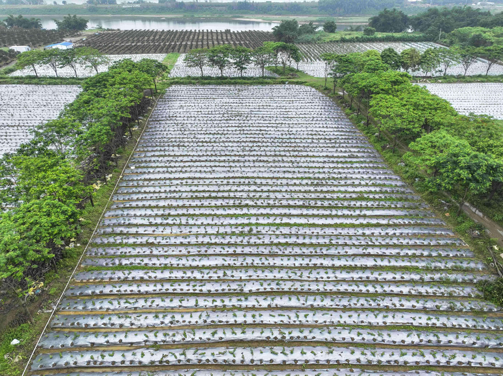 图：乐平雪梨瓜种植基地。