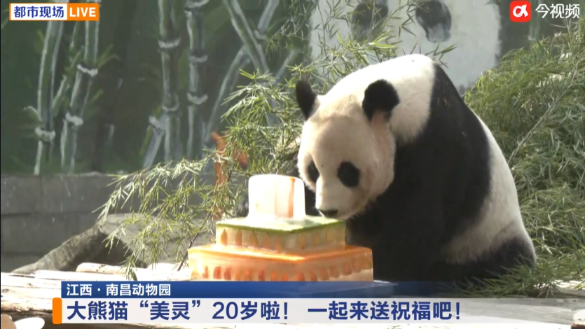 南昌“顶流”过生日!市动物园大熊猫“美灵”20岁了