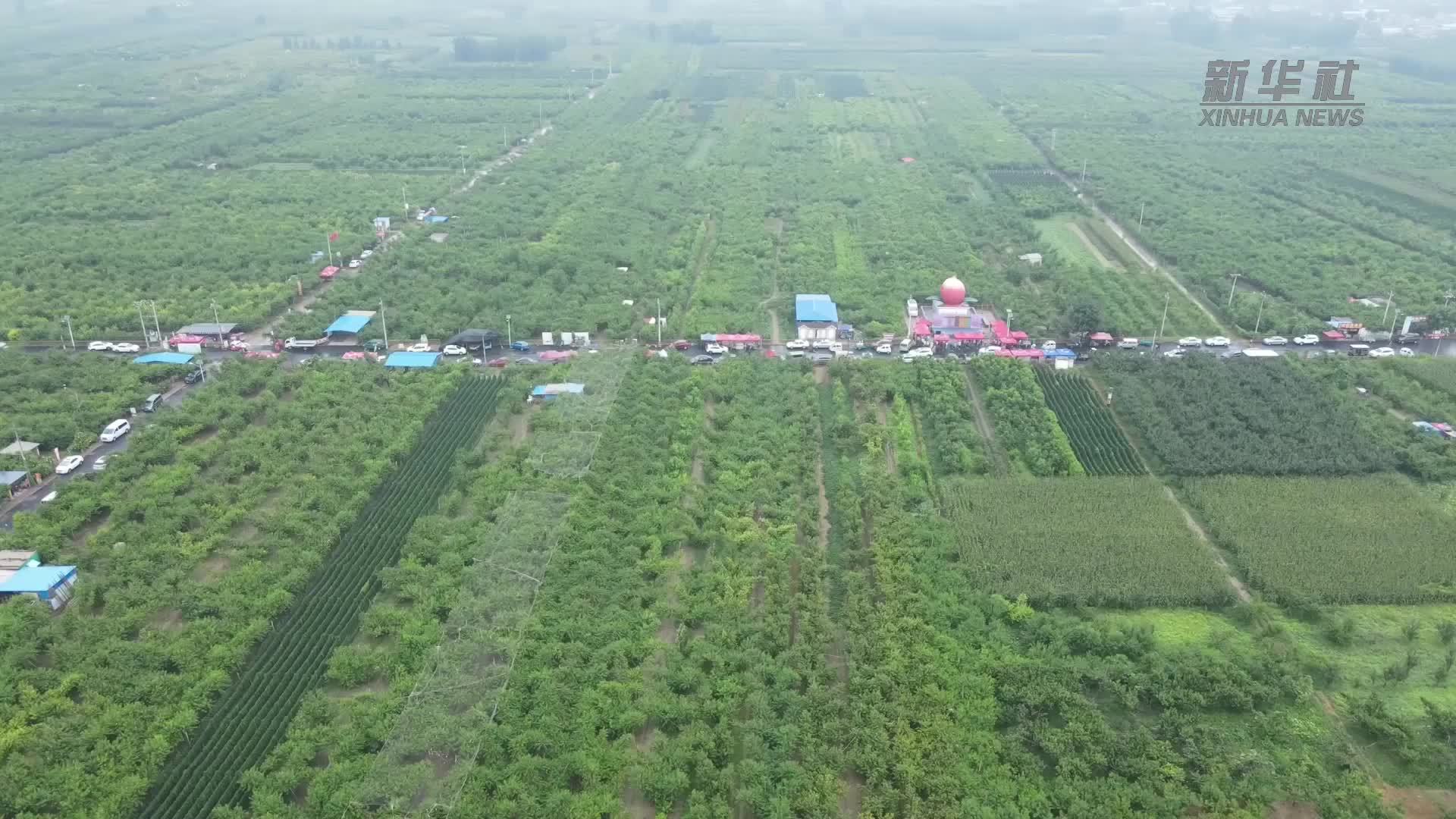 河北深州：蜜桃传承千年 如今“新果”飘香