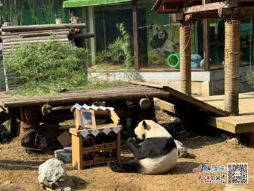 南昌动物园大熊猫“美灵”迎来20周岁生日