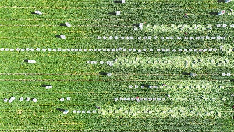 在民乐县永固镇八卦村高原夏菜种植基地，5000多亩娃娃菜、西蓝花、甘蓝等高原夏菜陆续成熟。8月21日，村民忙着采摘、装运高原夏菜。 新甘肃&middot;甘肃日报通讯员　王晓泾