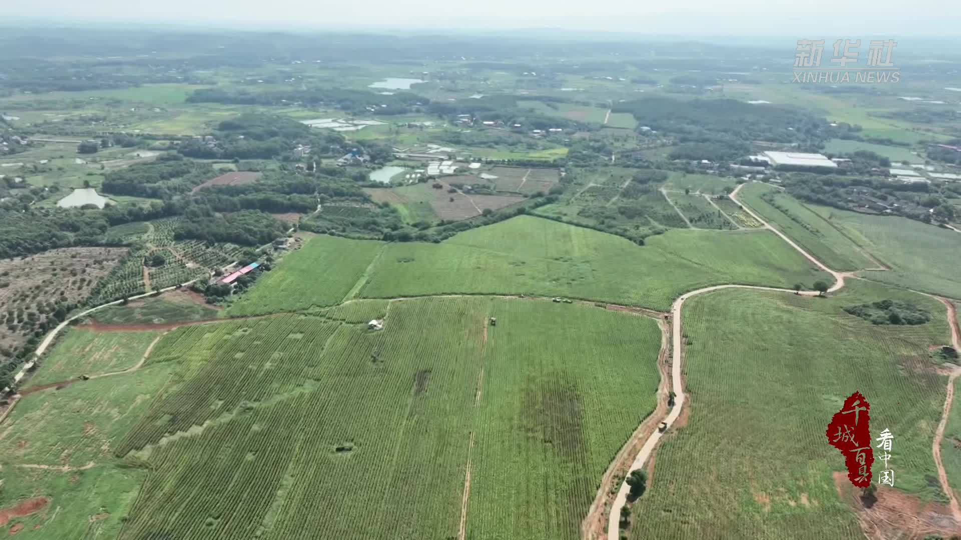 千城百县看中国｜湖南冷水滩：青贮玉米喜丰收 一田多种增收忙