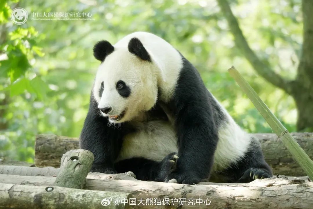 南昌“顶流”过生日!市动物园大熊猫“美灵”20岁了