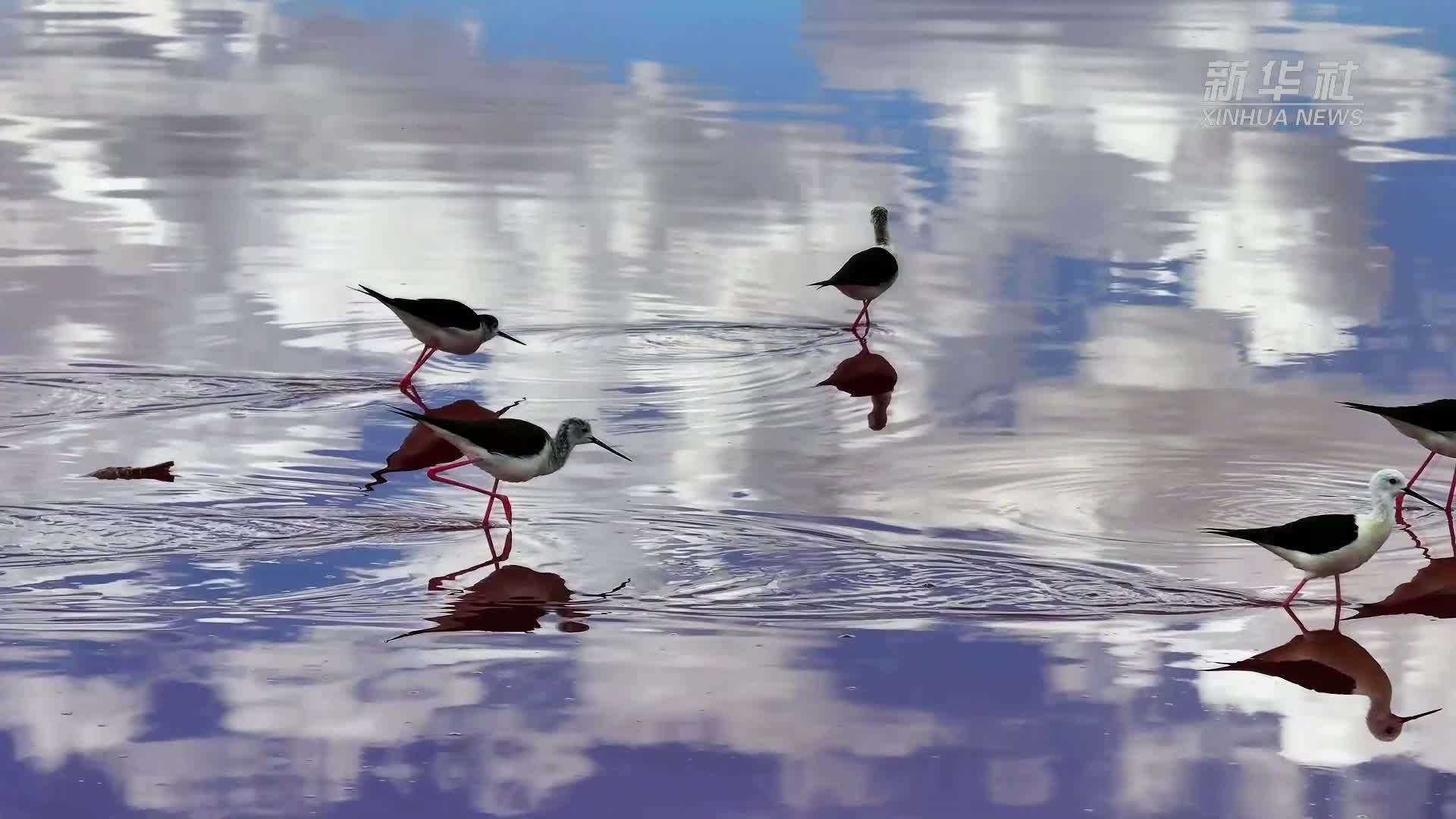 瞰中国｜内蒙古：鸟儿蹁跹生态美