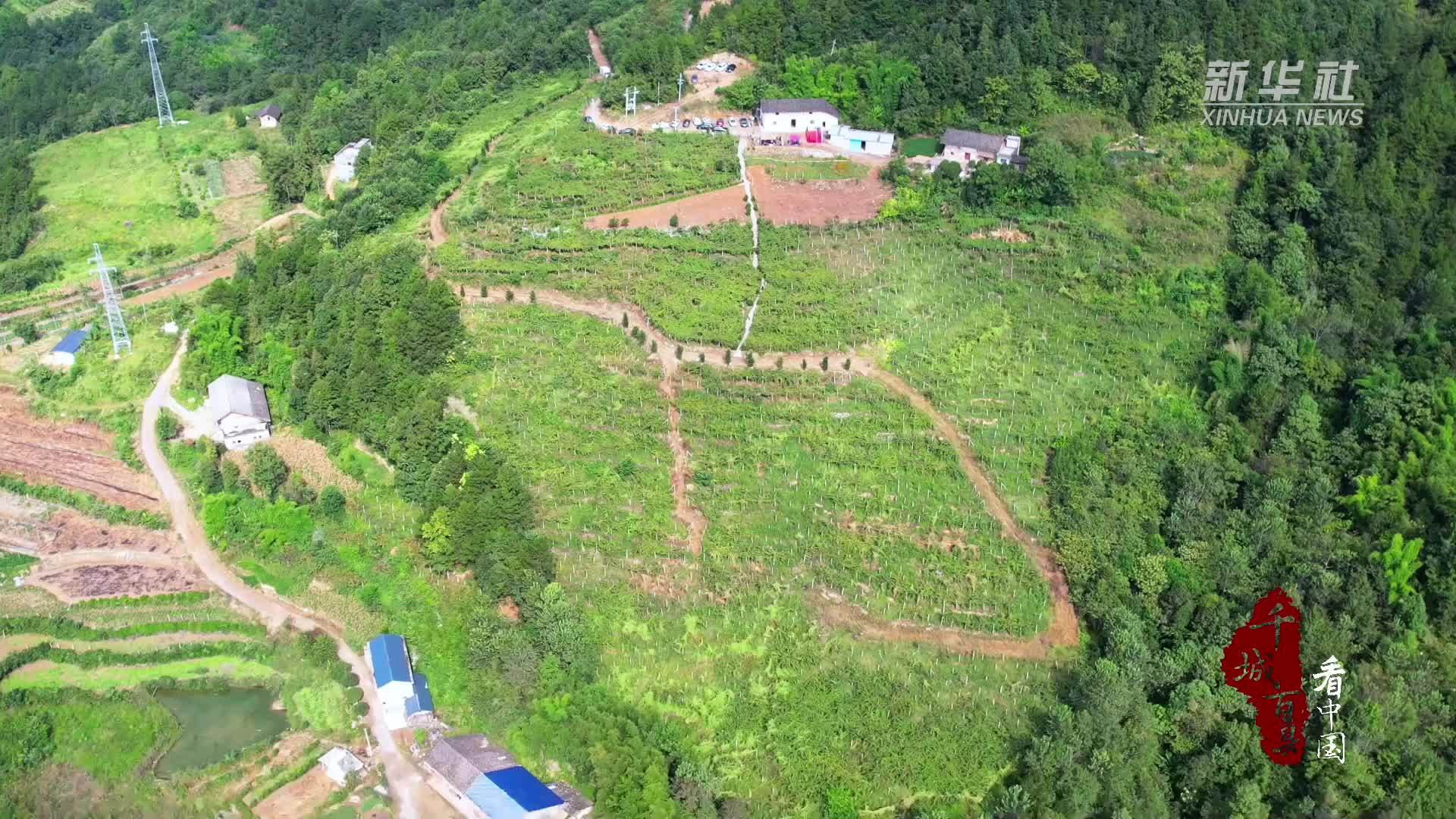 千城百县看中国｜湖北巴东：猕猴桃采摘正当时