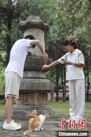 8月24日,山东济南,游客在《黑神话:悟空》取景地四门塔风景区逗猫。近日,《黑神话:悟空》游戏爆火,带火多个取景地,济南四门塔是其中之一。该景区因猫猫众多,被网友戏称为“猫猫寺”。中新社记者 王采怡 摄