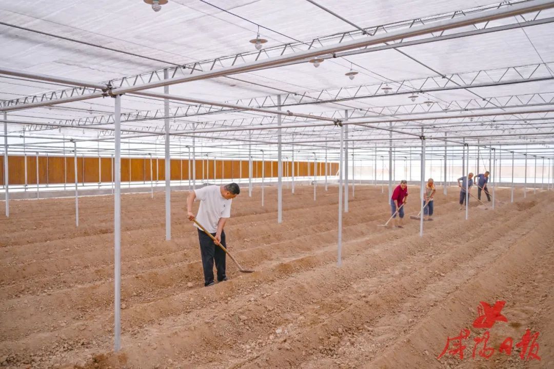 泾阳县安吴镇高村5000平方米蔬菜现代化智能连栋大棚项目现场。咸阳日报全媒体记者 何城城 摄(资料图)