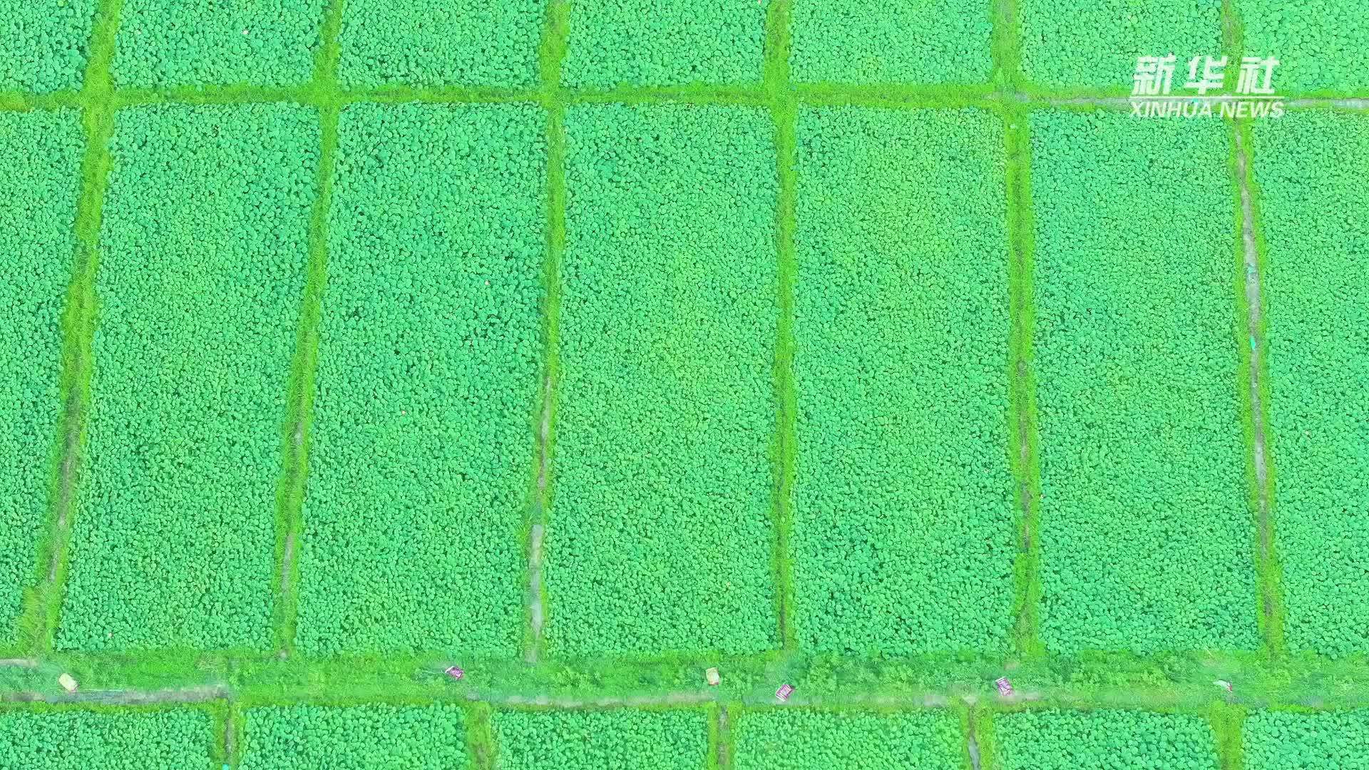 千城胜景｜河北安国：馨香荷韵 诗画安国
