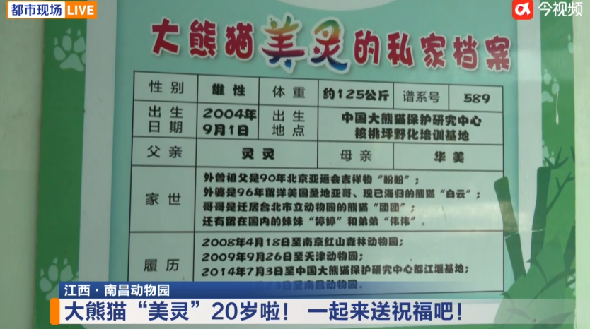 南昌“顶流”过生日!市动物园大熊猫“美灵”20岁了