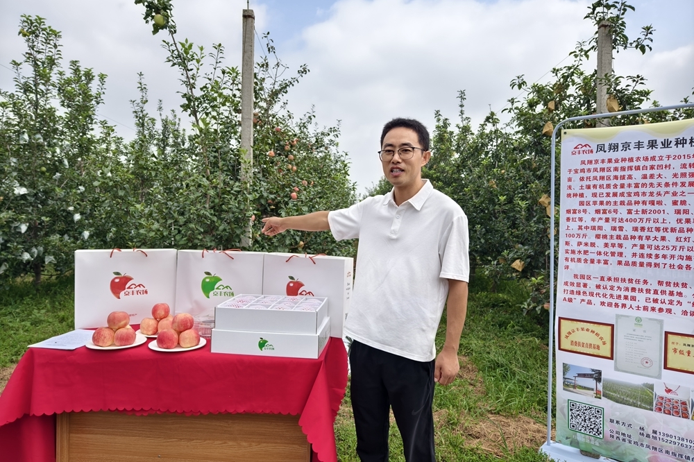 高质量发展看凤翔丨京丰果业种植农场