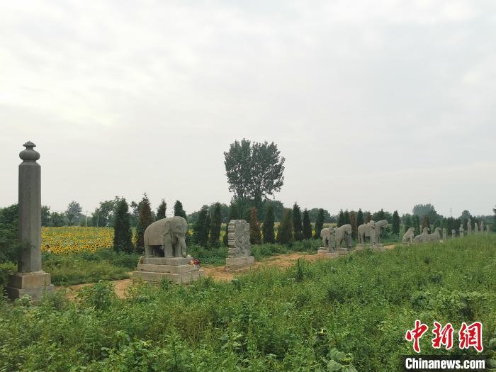 河南巩义：北宋皇陵邂逅向日葵花海