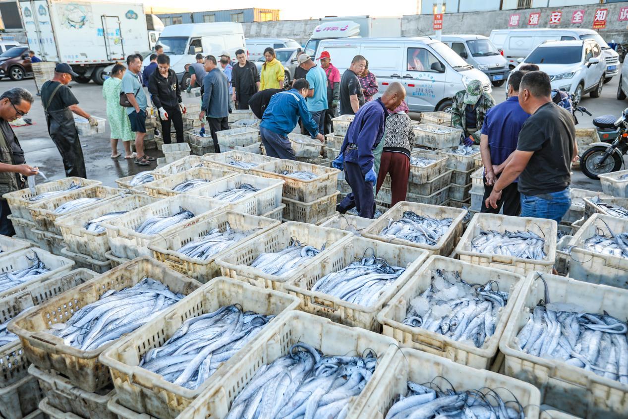 9月3日，商贩们早早来到码头，抢购第一批海货。邱健涛 摄