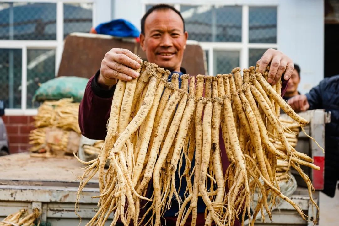 陇西药材　图片来源|资料库