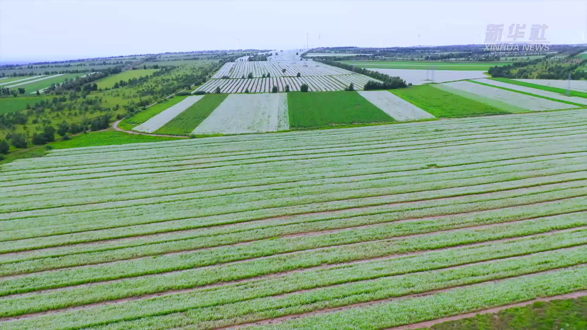千城胜景｜敖汉旗：荞麦花海麦飘香