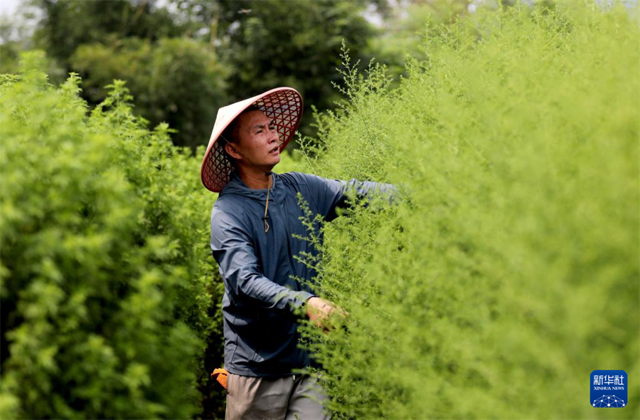 在广西仙草堂制药有限责任公司基地，工人在查看青蒿生长情况（8月28日摄）。新华社记者 黄孝邦 摄