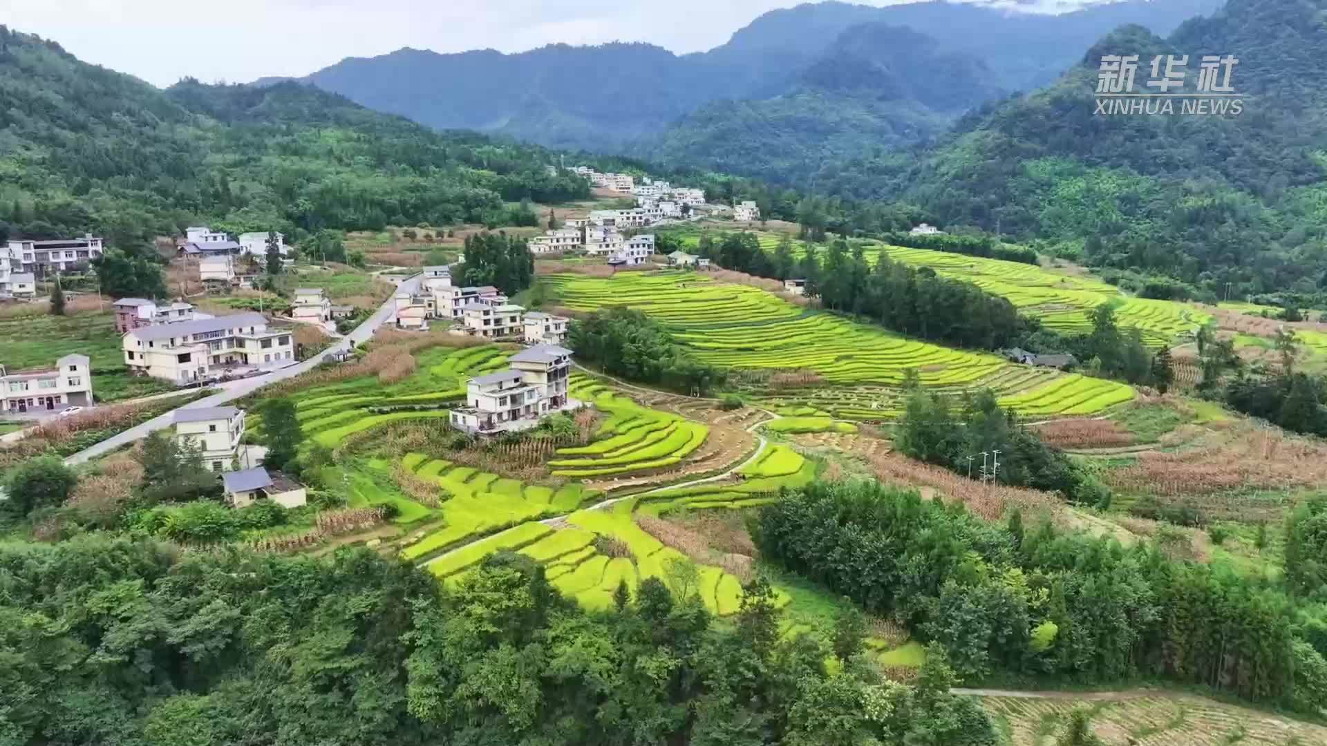 云南绥江：山区“小农机”助秋收