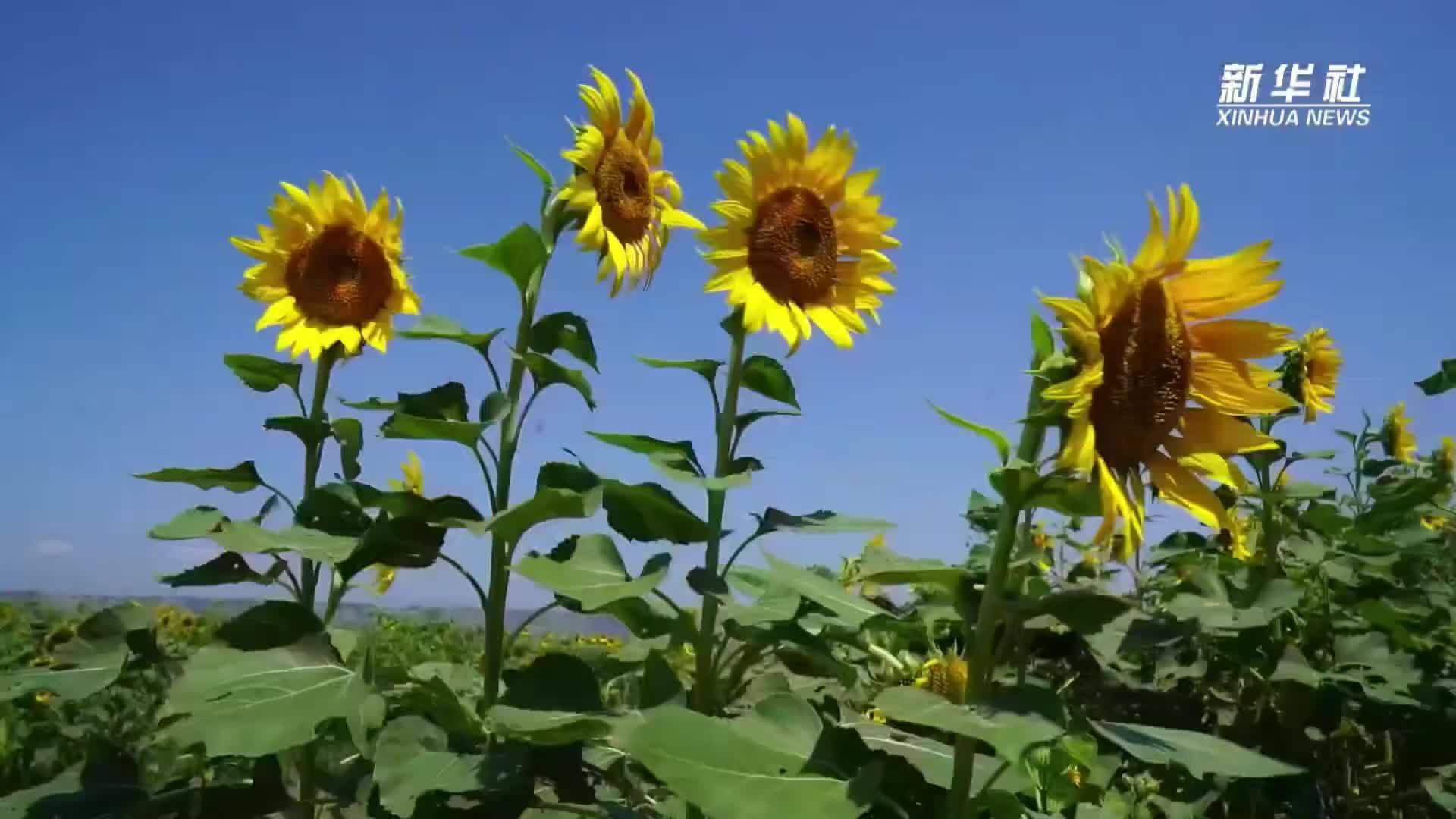 河南灵宝：黄河岸边千亩油葵竞相开放