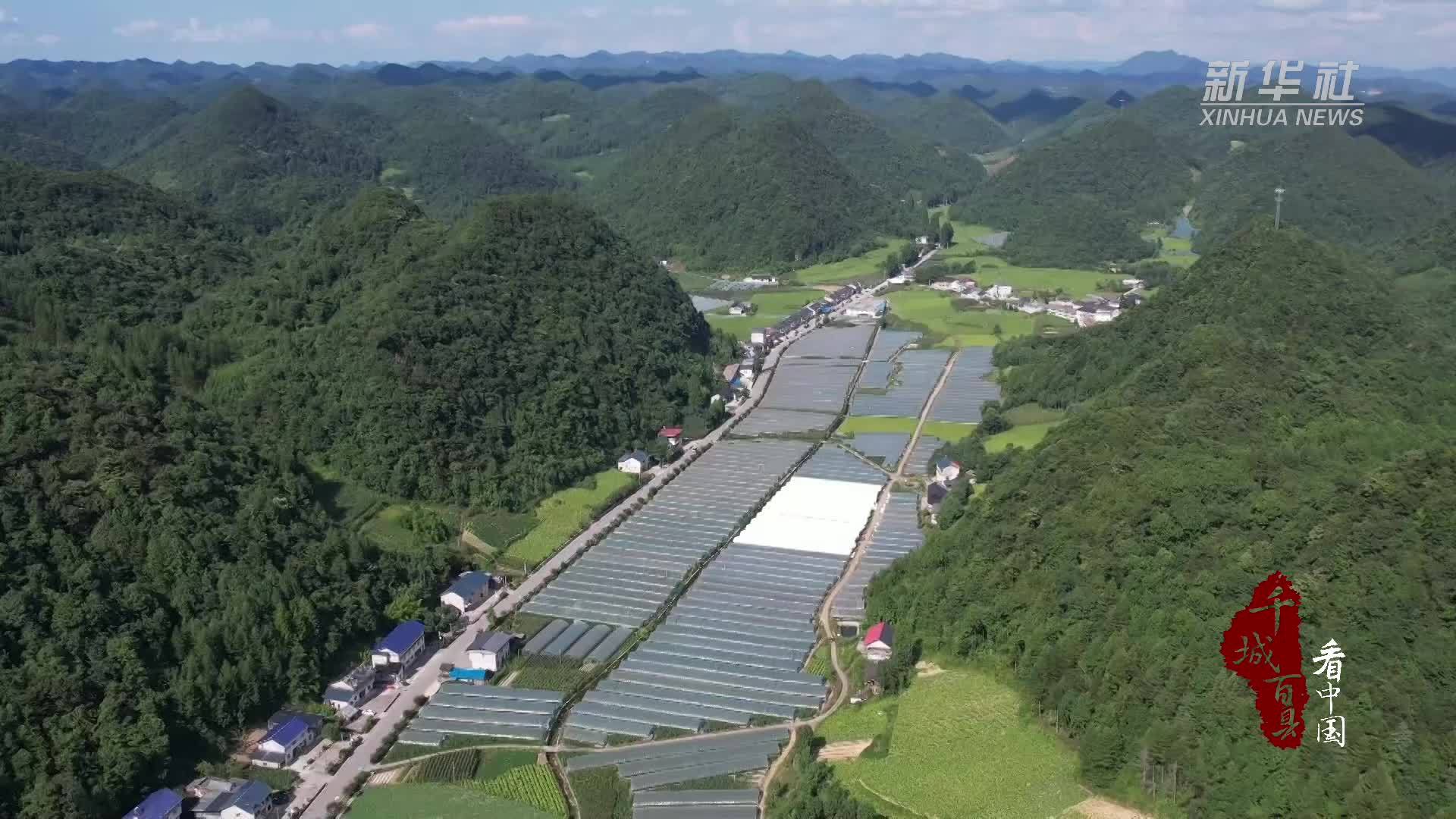 千城百县看中国｜湖北鹤峰：高山西红柿迎丰收“蔬”写乡村好“丰”景