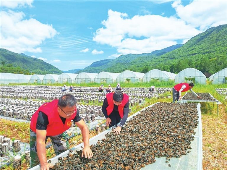 近日，两当县食用菌现代产业园区，朵朵“小伞”破袋而出，长势喜人，工人们正忙着采收成熟的香菇。新甘肃·甘肃农民报通讯员　王雪梅