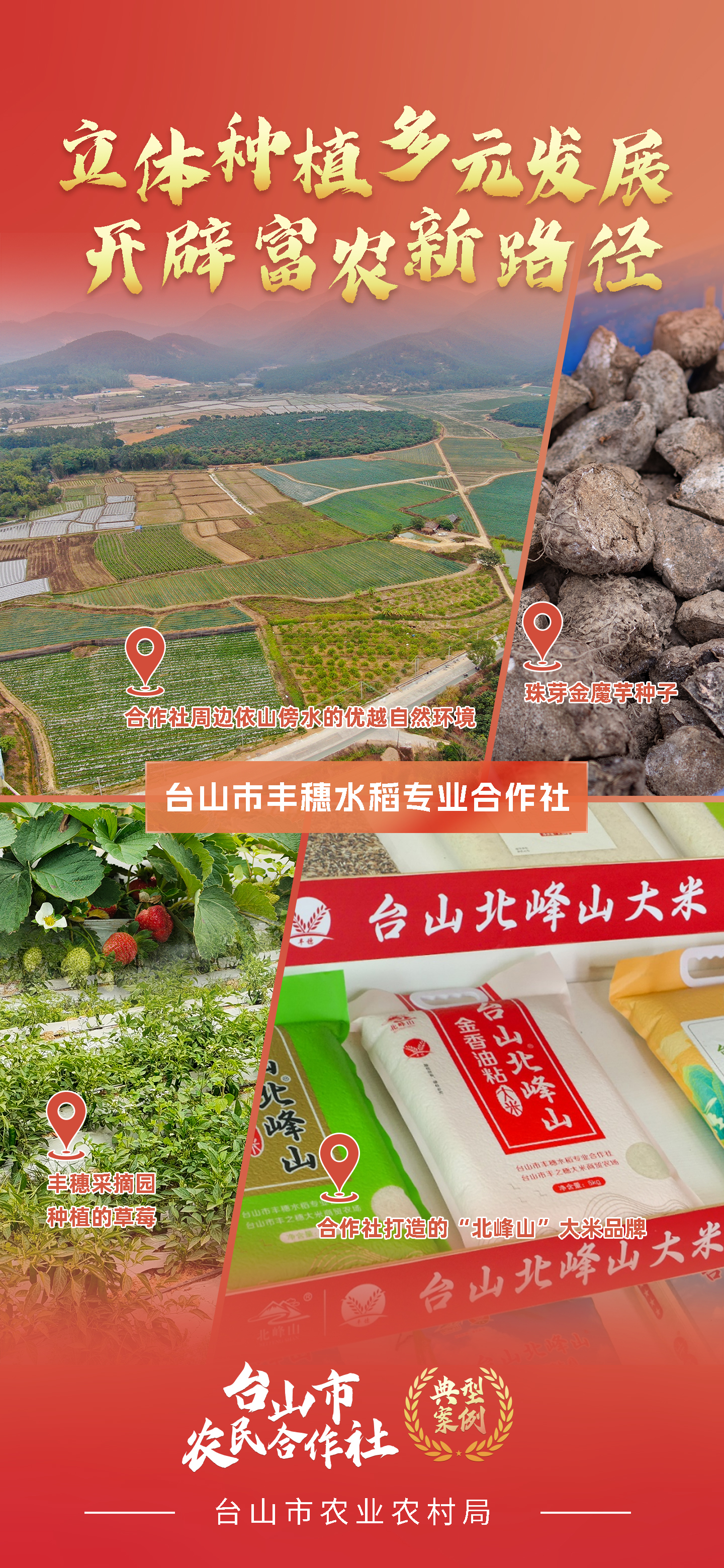 一组海报 带你学习台山市新型农业经营主体典型案例